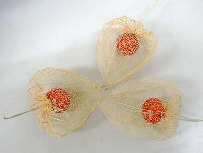 a0001354_19204033.jpg