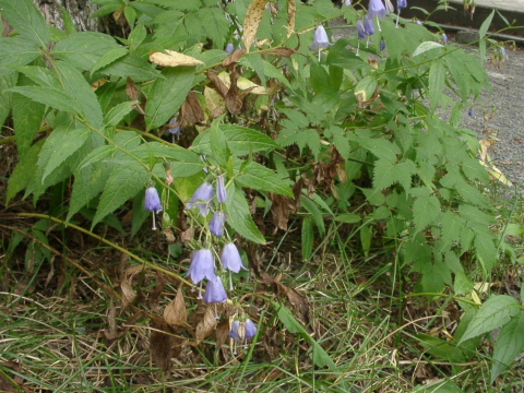 a0079880_15261391.jpg
