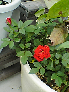 d0005783_22173930.jpg