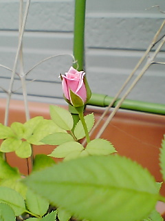 d0005783_22175147.jpg