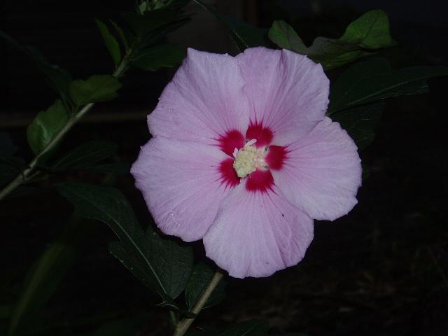 c0086014_6572053.jpg