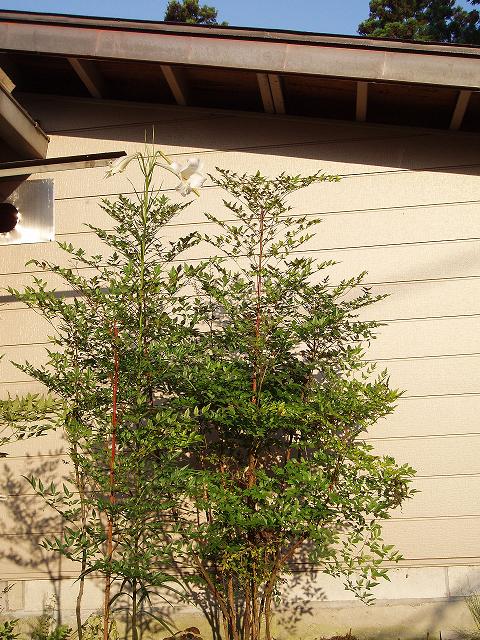 c0086014_70847.jpg