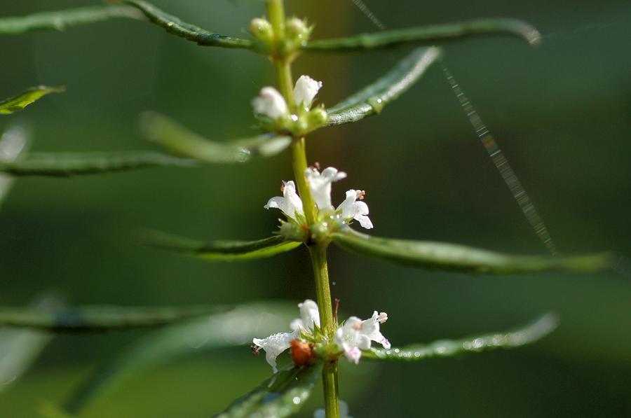 b0039226_9481434.jpg