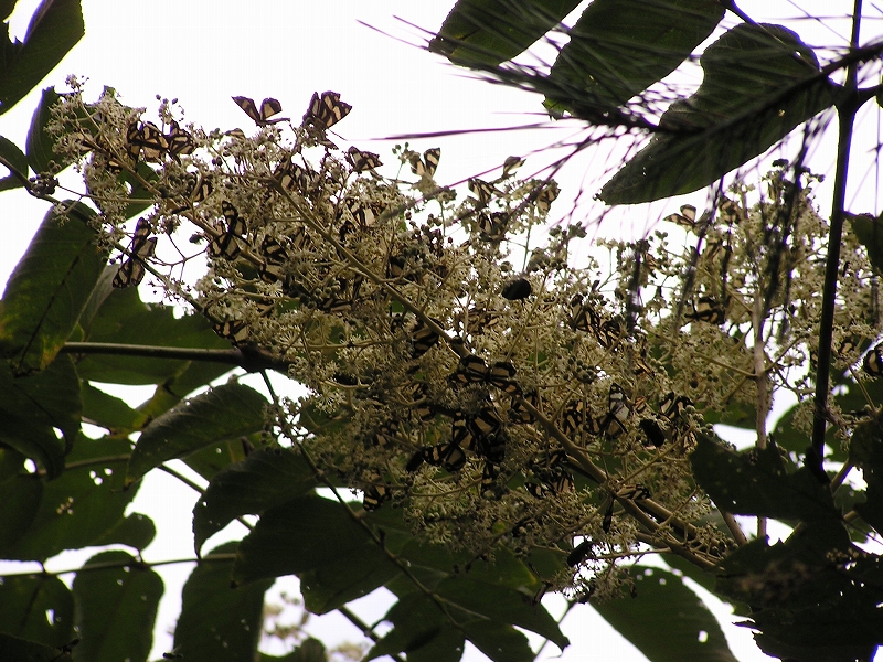 b0099538_081685.jpg