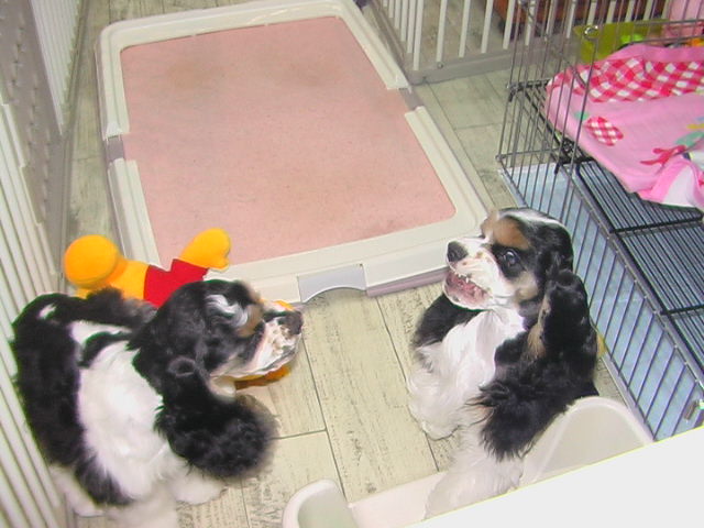 c0015041_21502336.jpg