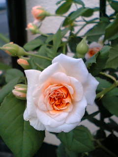 f0074659_2044659.jpg