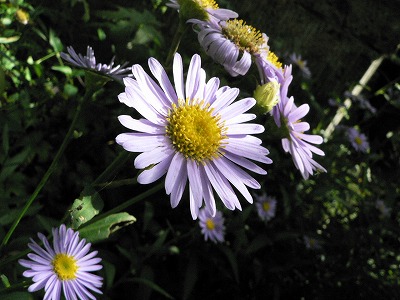 d0009689_2127458.jpg