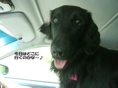 c0050400_17154862.jpg