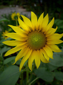 f0018417_015395.jpg