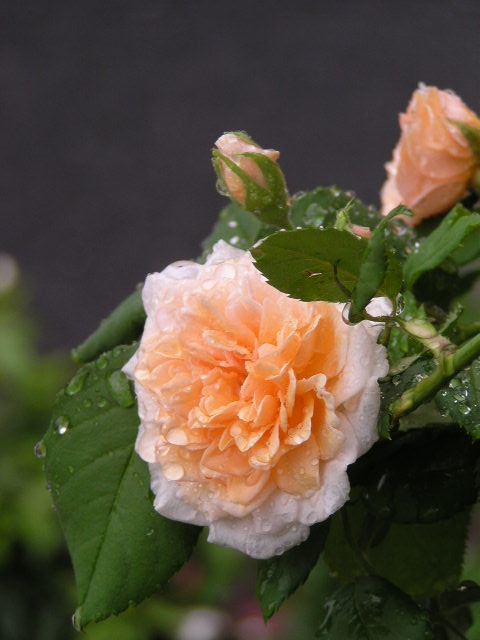 f0074659_12121041.jpg