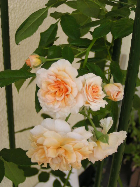 f0074659_12252495.jpg