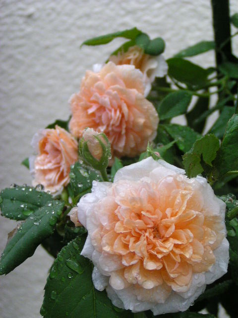 f0074659_21311439.jpg