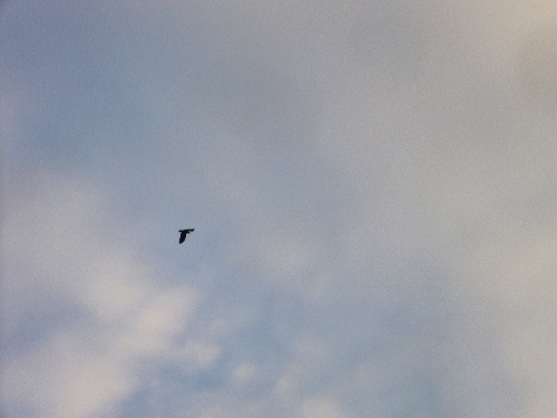 b0015260_1412164.jpg