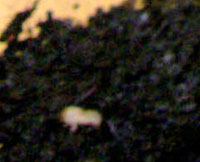e0007060_21182138.jpg