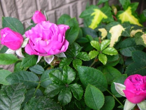 d0090671_17133337.jpg