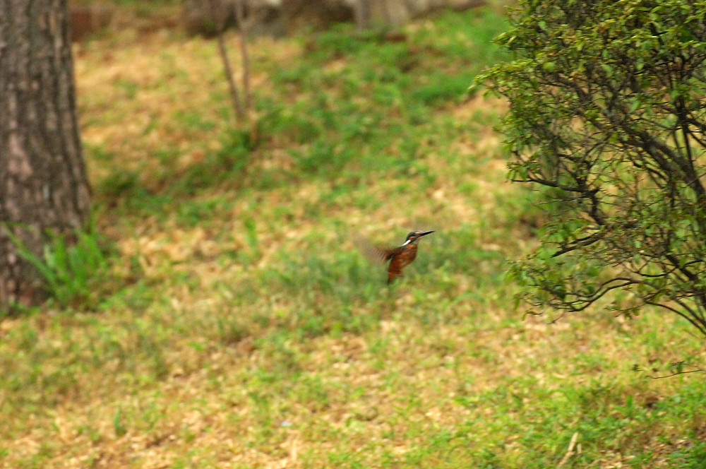 c0069178_20123010.jpg