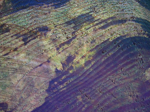 b0010882_0384214.jpg