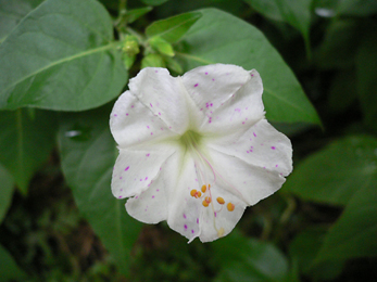c0069048_6134328.jpg