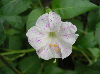 c0069048_61437.jpg