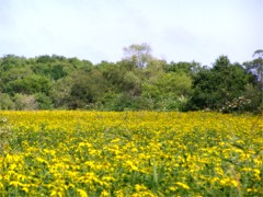 b0086858_1034781.jpg