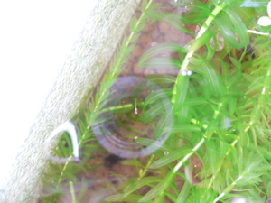 a0056686_20293454.jpg