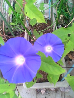 e0087901_20533100.jpg