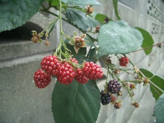 b0061107_8242979.jpg