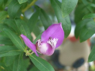 b0061107_826093.jpg