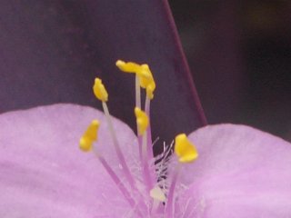 b0061107_8273256.jpg