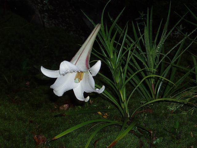 c0086014_6563045.jpg