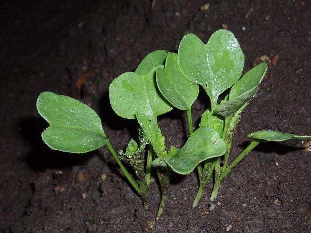 c0086014_721840.jpg