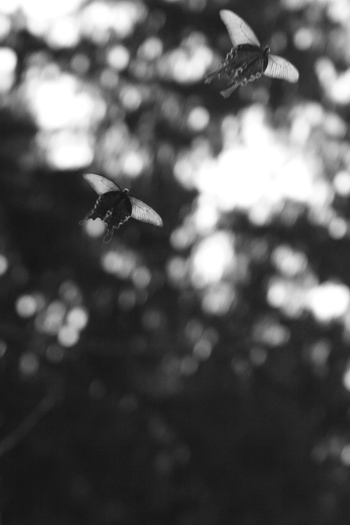 d0085715_05310.jpg