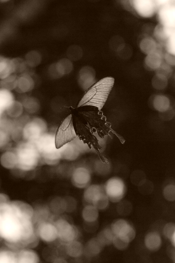 d0085715_053919.jpg