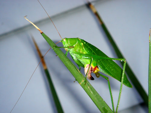 b0044726_7564145.jpg