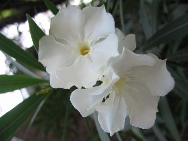 b0088037_6342853.jpg
