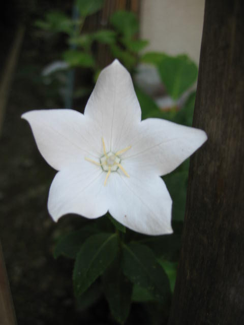 b0088037_634444.jpg