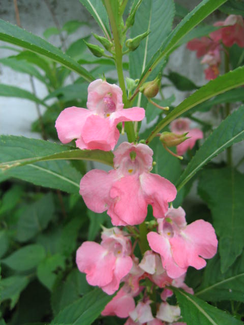 b0088037_7101227.jpg