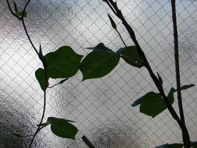 e0005887_9592859.jpg