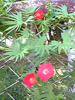 a0065294_14505881.jpg