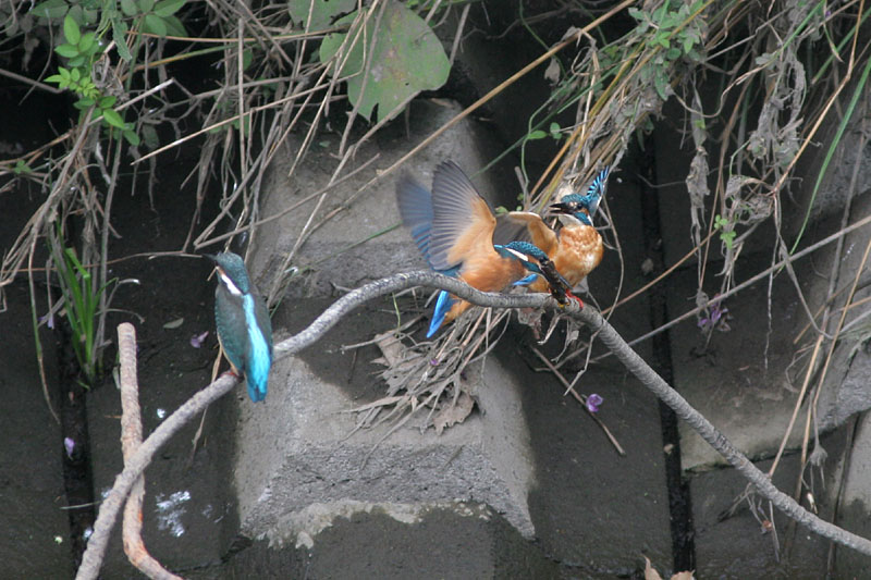 f0095702_23521747.jpg