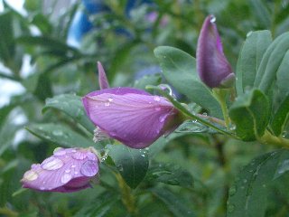 b0061107_23361118.jpg