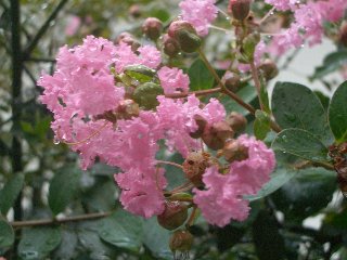 b0061107_23362677.jpg