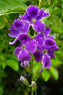 f0056516_326214.jpg