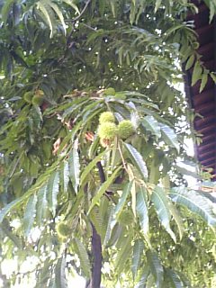 e0016828_17354385.jpg