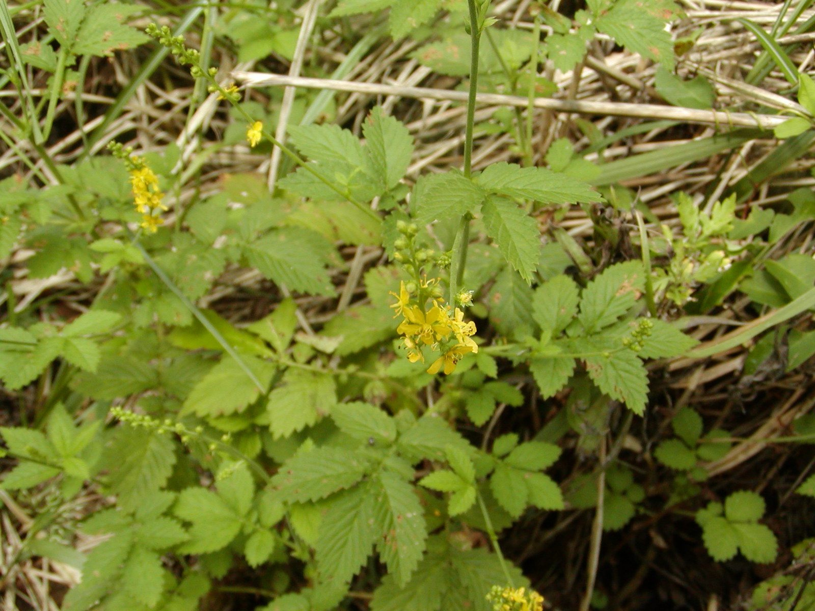 f0039446_1626063.jpg