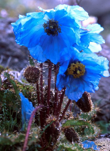 d0091834_1436838.jpg