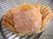c0081552_20492282.jpg