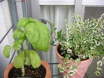 c0081552_2139861.jpg