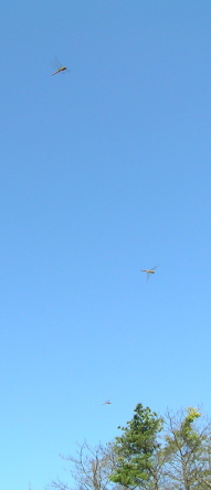 d0042157_817351.jpg