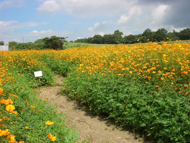 b0095760_105347.jpg